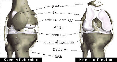 Figure 1 - Anatomy of a knee